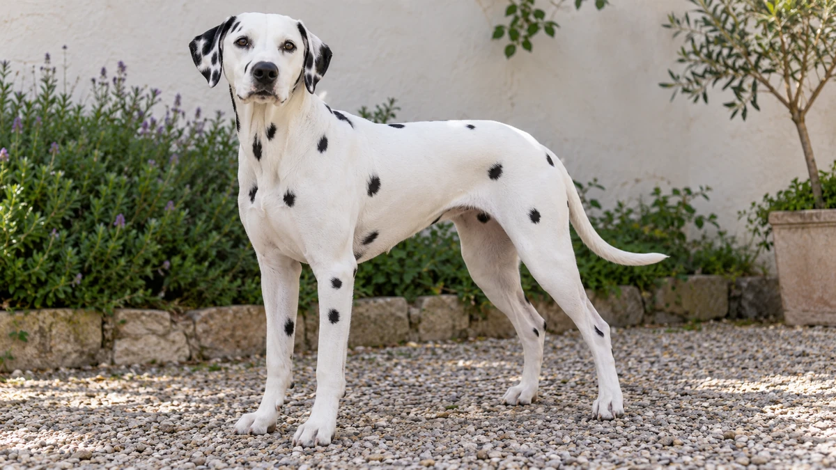 Dalmaçyalı köpek — seyrek siyah benek renk